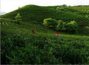 培育农民专业合作社 提高农民组织化程度（上）