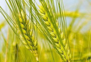 神奇的国宝级小麦基因