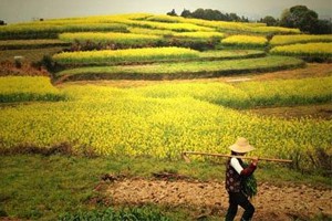 农业推广与信息服务（一）