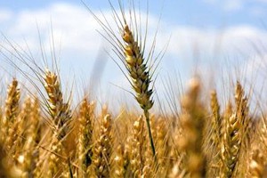 我国粮食安全挑战及其对策（四）