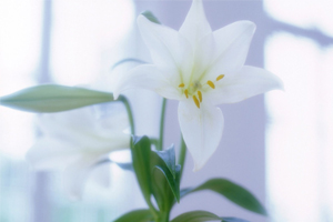 百合花语（上）