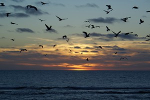 超强厄尔尼诺来袭（上）