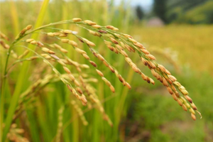 最美气象 田间的智慧（上）