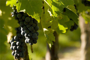 不一样的葡萄园（上）