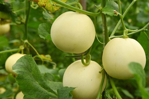 木垒种田人（上）