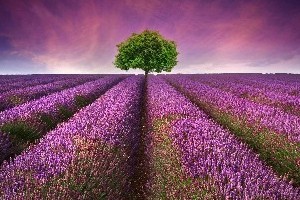 这个周末有点紫（上）