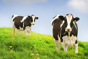 这个周末有点牛（上）