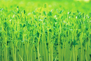 都市里的芽菜园（上）