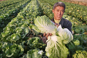 期货为农民避险增收（上）