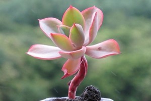 阳台里的微景观（上）