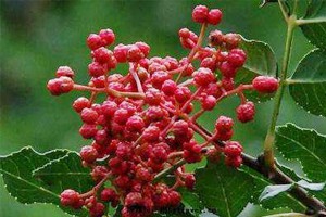 椒香四溢（上）