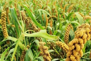 谷子地里的收获（上）