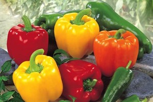 种地的博士后（上）