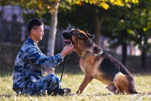 军犬养成记（上）